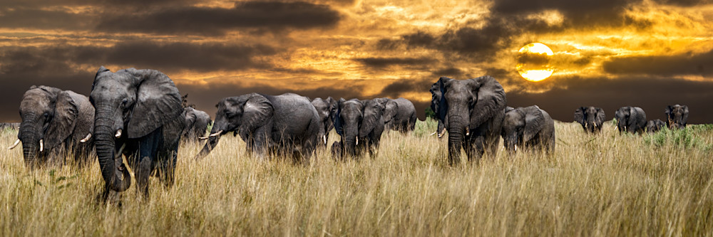 Savanna Elephant Line Sunrise Photography Art | LeatherMark Productions