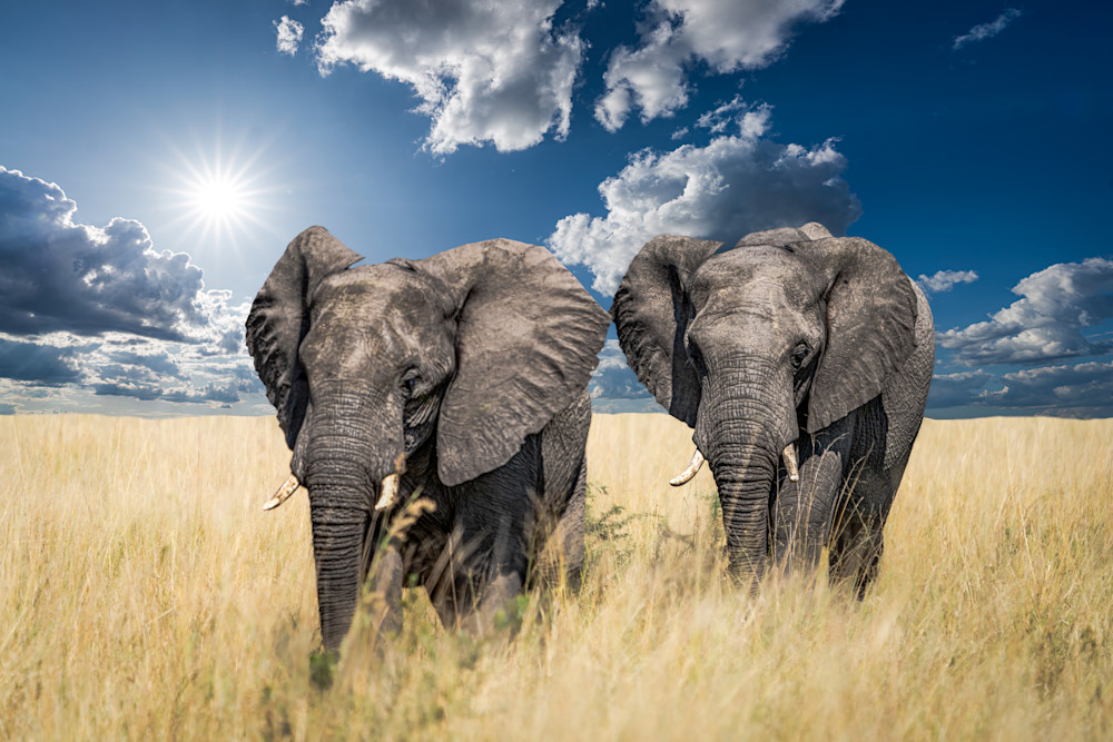Two Elephants On The Savanna 1 Photography Art | LeatherMark Productions