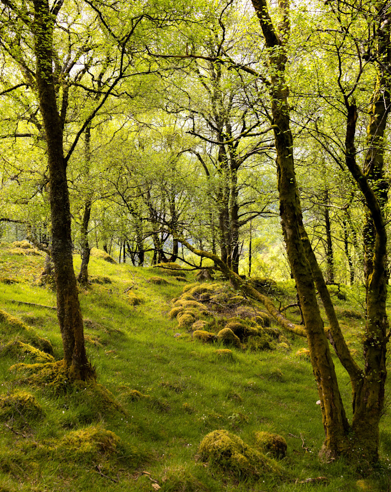  Ben A’an forest glen, Trossach, Scotland | Landscape Photography | Tim Truby 