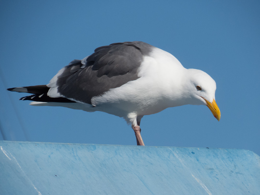 Seagull Bird | Top Photos of Birds
