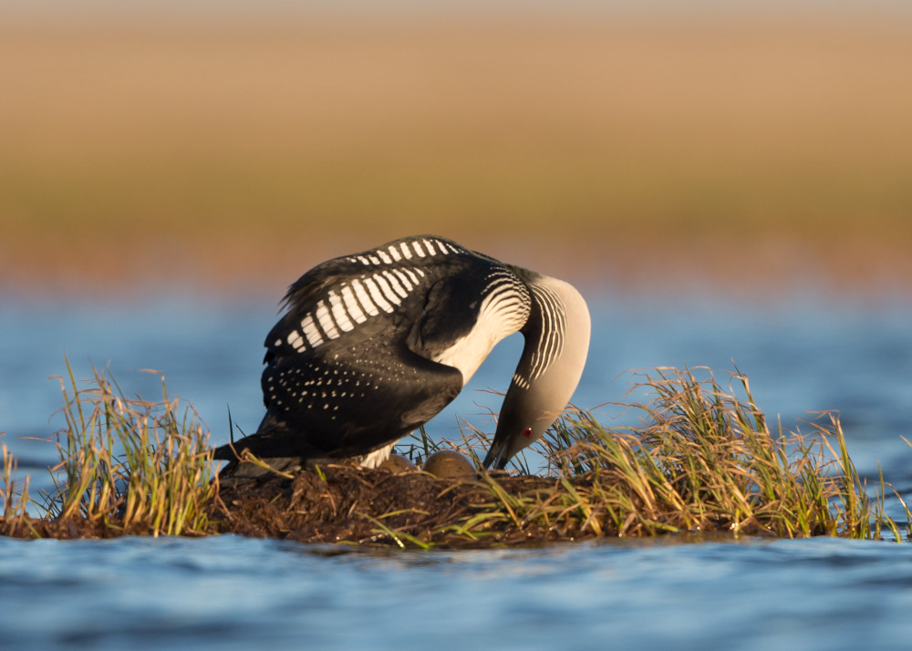 Pacific Loon Rotating Eggs On Nest In Arctic Lake Photography Art | Tom Ingram Photography