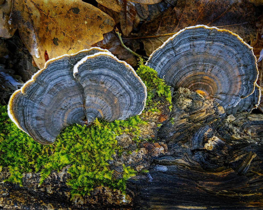 Moss And Shrooms 2 Photography Art | J-M Artography