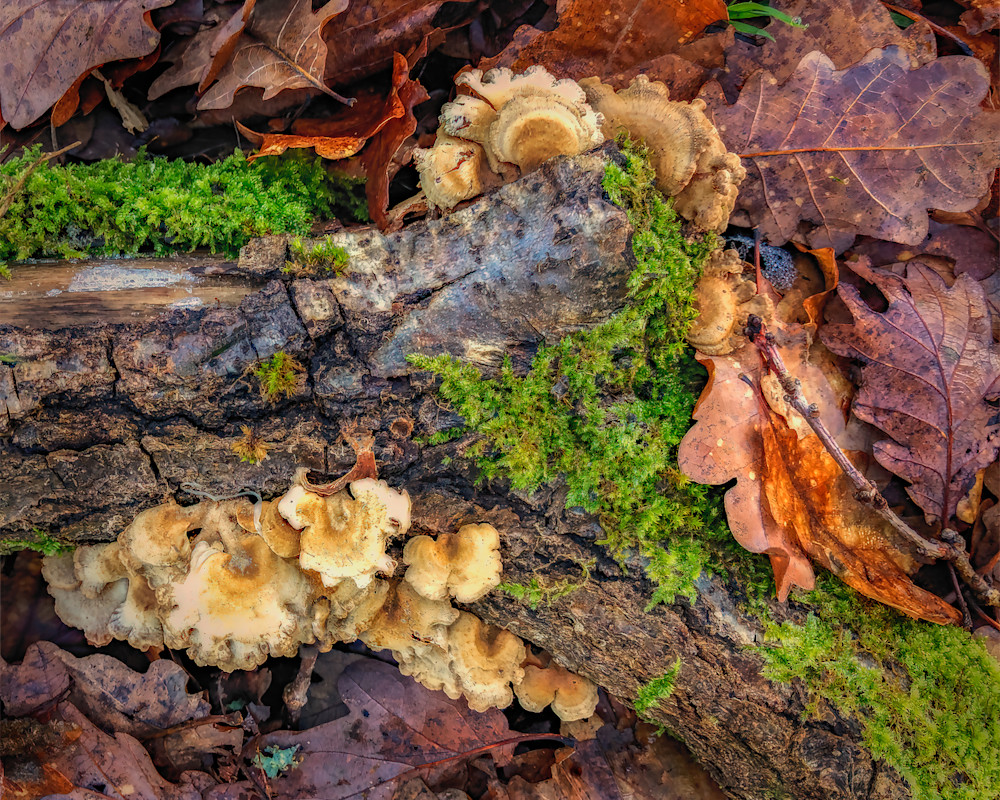 Moss And Shrooms Photography Art | J-M Artography