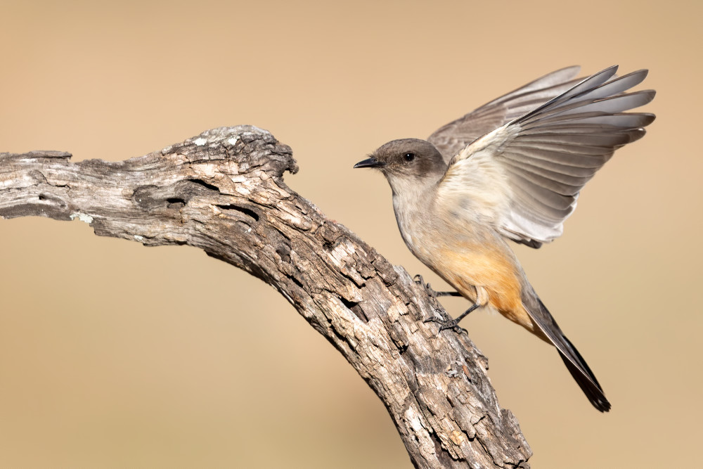 Say's Phoebe  Photography Art | Tom Ingram Photography