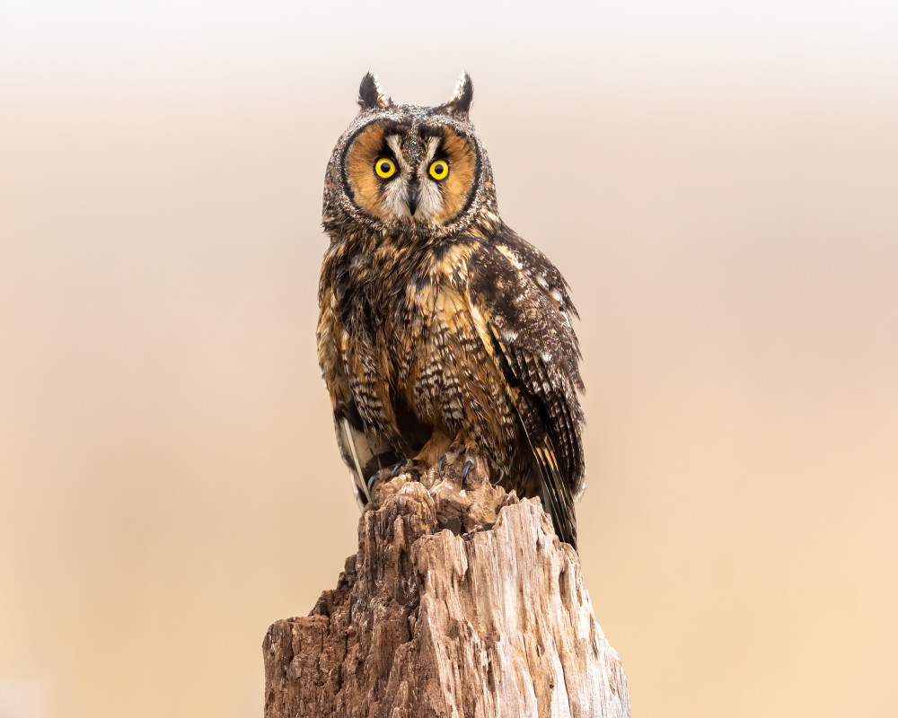 Long Eared Owl  Photography Art | Tom Ingram Photography