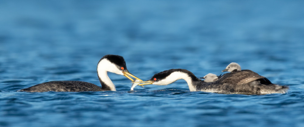 Western Grebe Food Exchange With Chicks Photography Art | Tom Ingram Photography
