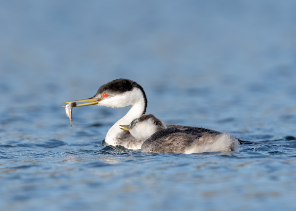 Western Grebe With Chick  Photography Art | Tom Ingram Photography