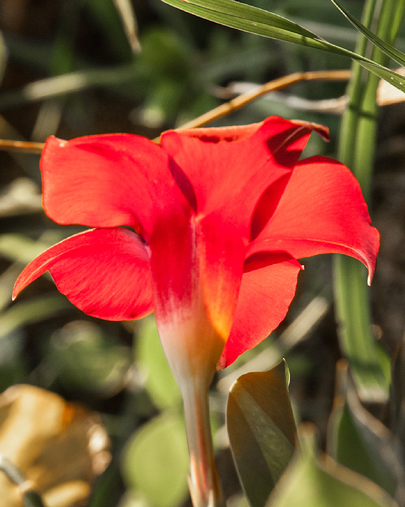 Red Flower in Bright Sun