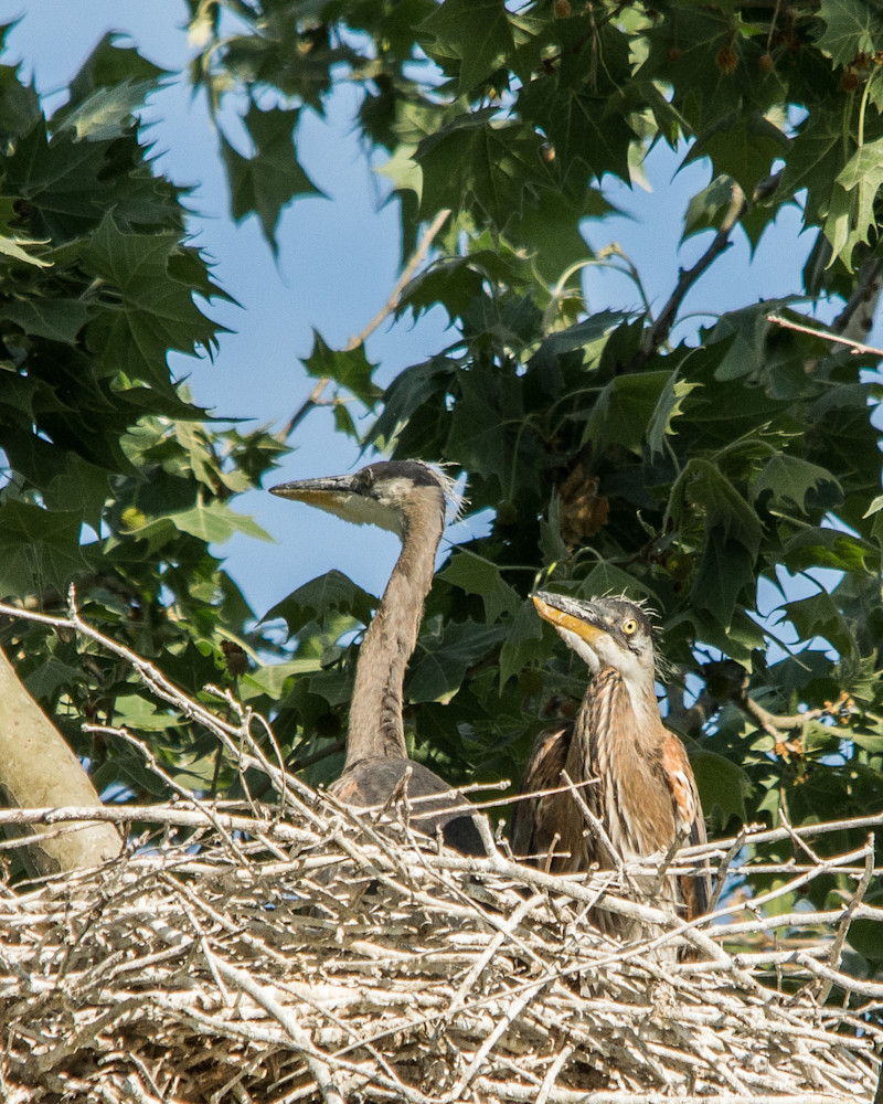 Young Heron in nest at treetops