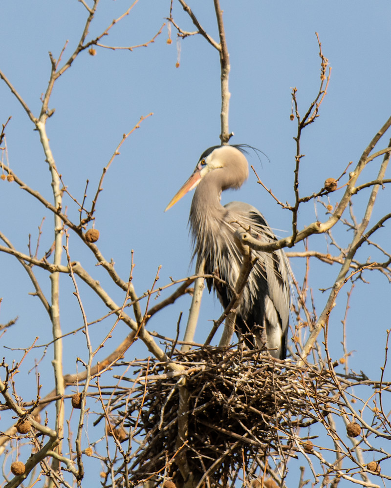 Herons at Nest