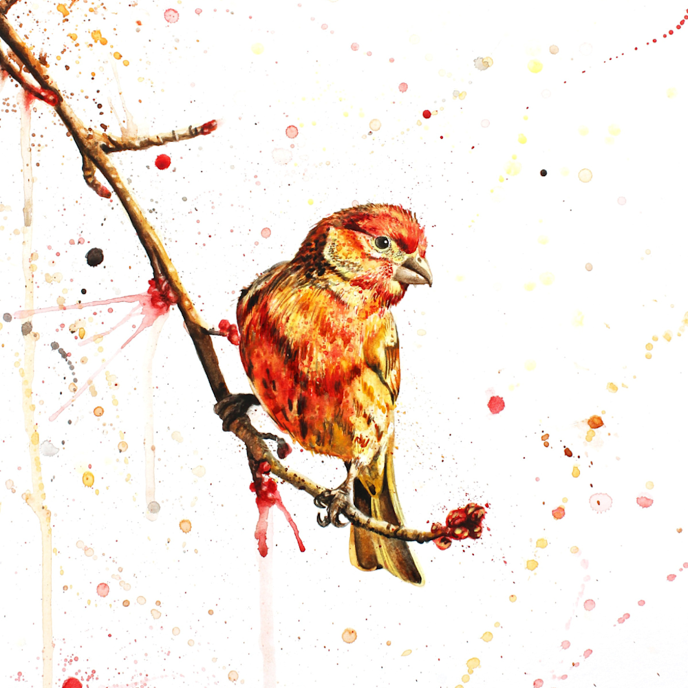 Magnets - Fetching Finch