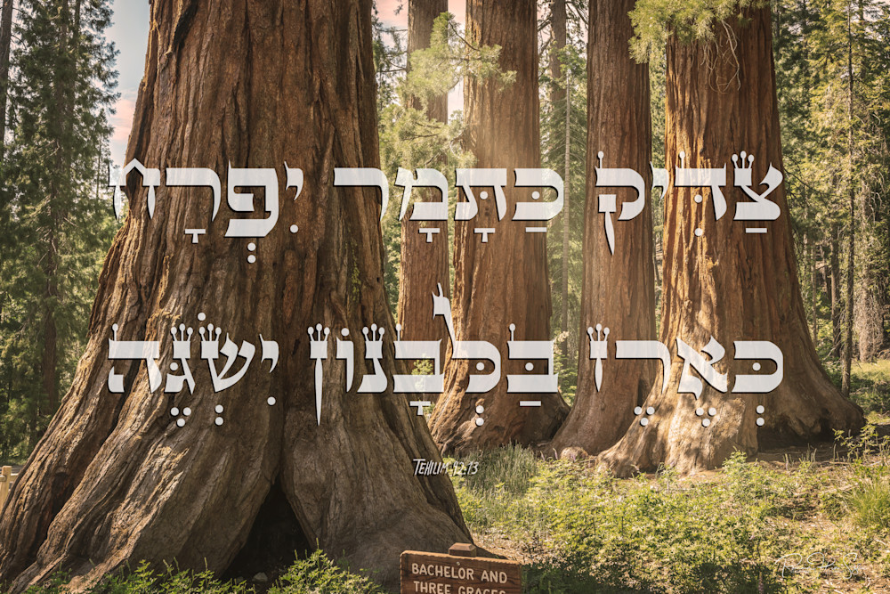 Tehilim 92 13 Photography Art | RHS Gallery