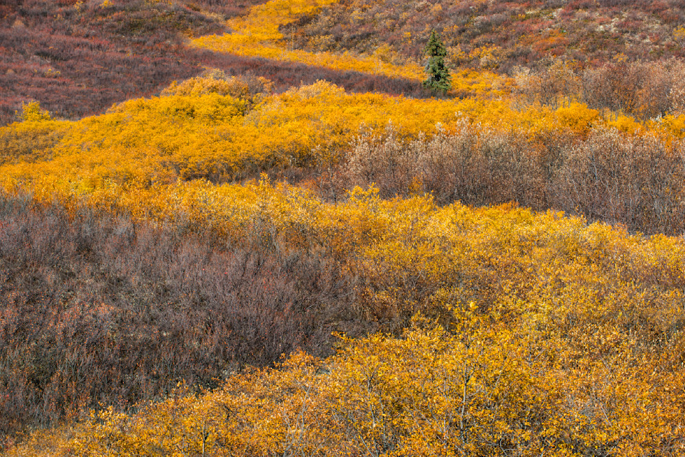 Meandering Fall