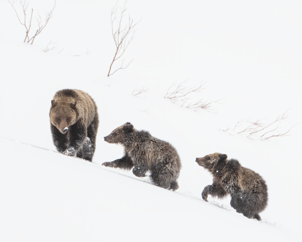 Falicia & Cubs Emerging From Their Den, Wyoming Photography Art | Tom Ingram Photography