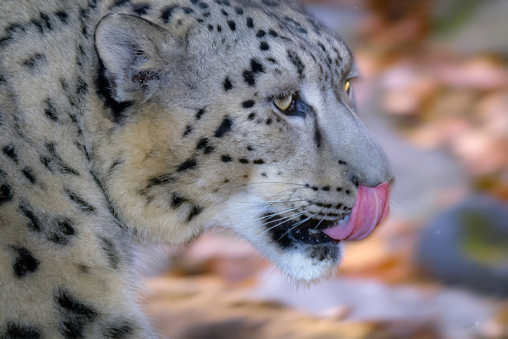Snow Leopard Portrait Motion Photography Art | Michael Brinkley Nature Photography