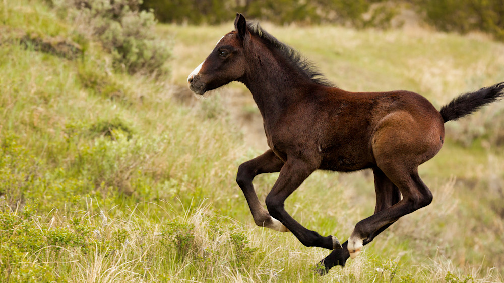 Young Colt at Theodore Roosevelt National Park