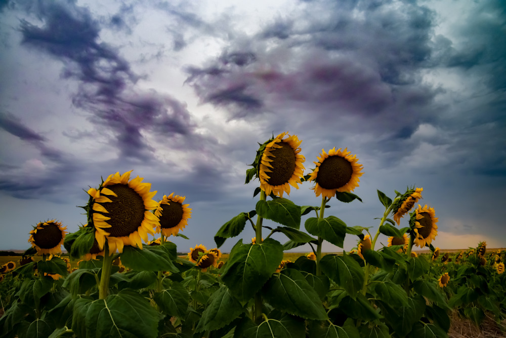 Sunflowers Bracing the Storm by Nathan McDaniel Photography