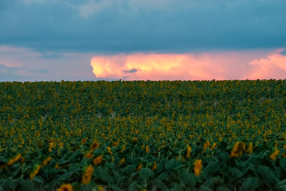 Stormy Sunflower Sunset by Nathan McDaniel Photography