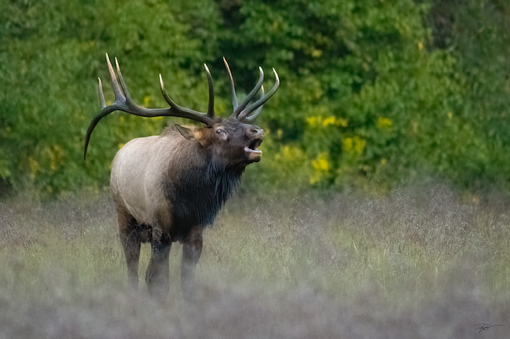The Calling - Bull Elk Bugles Print