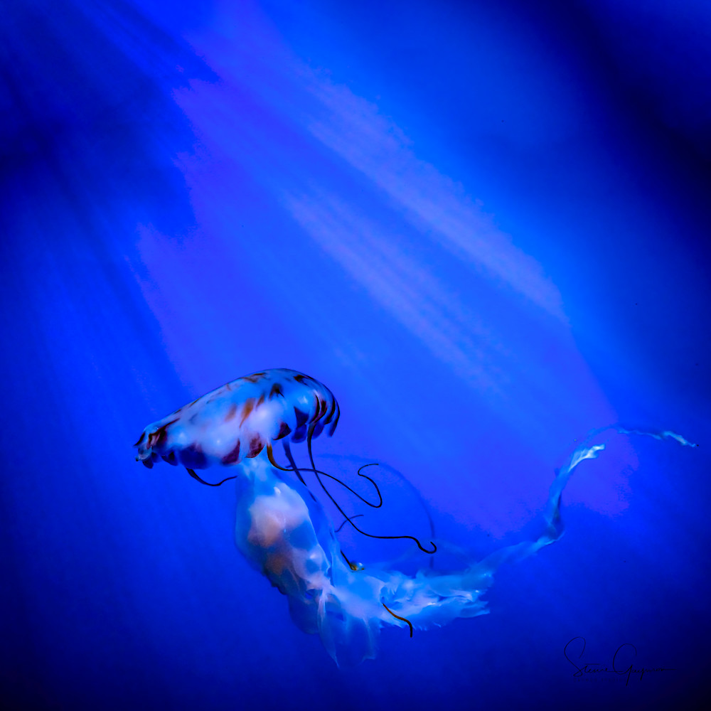 Deep Swim  Art | Gaymon Studios