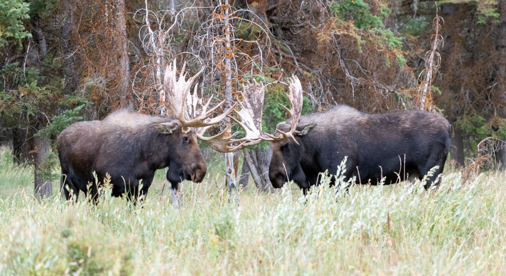 Shoshone And Hoback Sparring, Grand Teton National Park Photography Art | Tom Ingram Photography