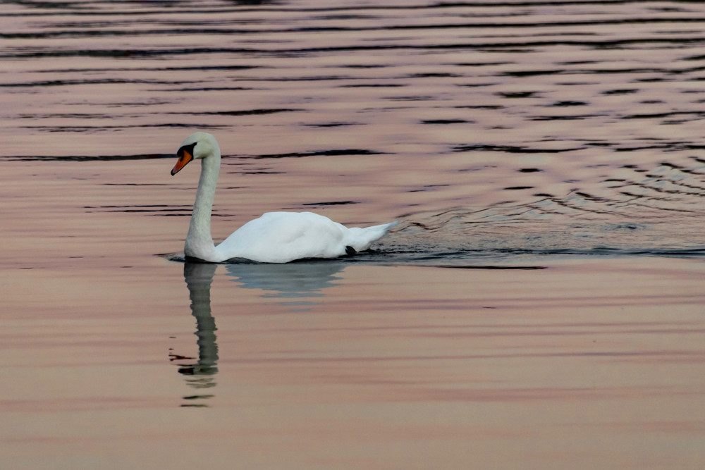 Sunset swan