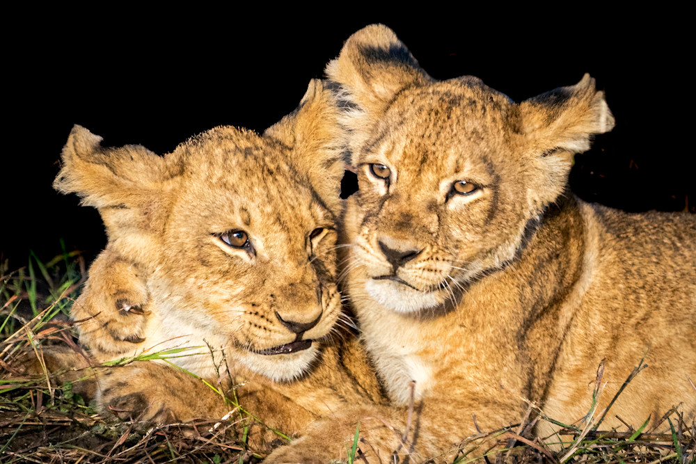 Lion Cubs Hug Photography Art | LeatherMark Productions