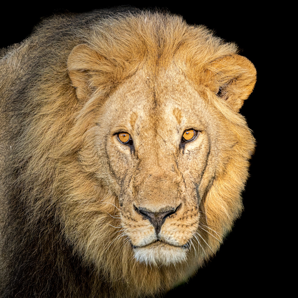 Sekote The Lion 4 Photography Art | LeatherMark Productions
