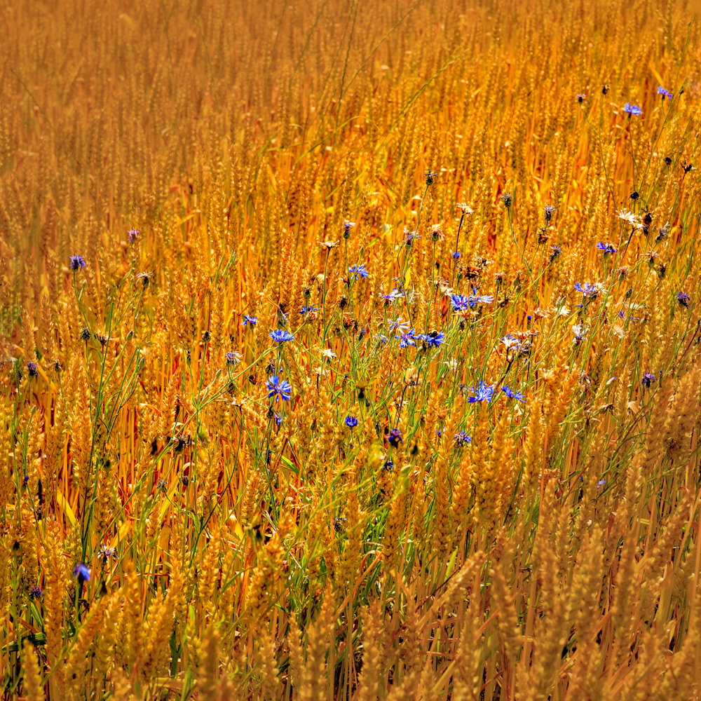 Bachelors In The Wheat Art | Ken Evans Fine Art Photography