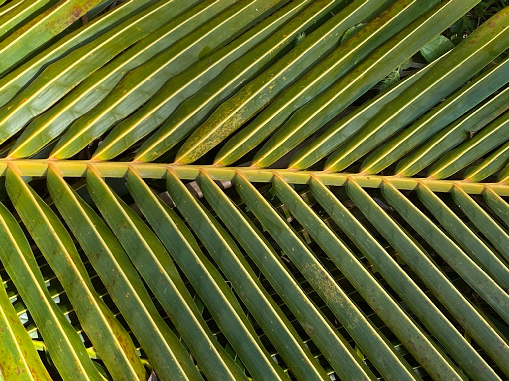 Palm Frond  Art | LoPresti Art Gallery
