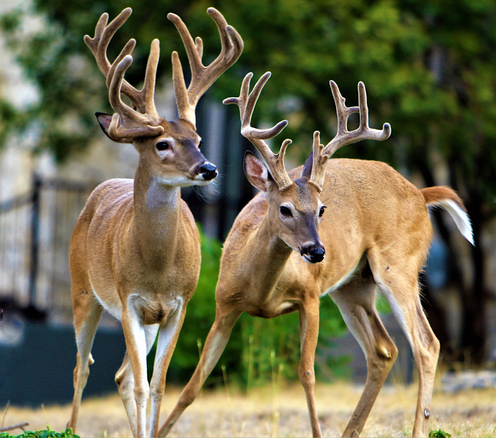 Dueling Antlers Photography Art | Stacy Adams Photography