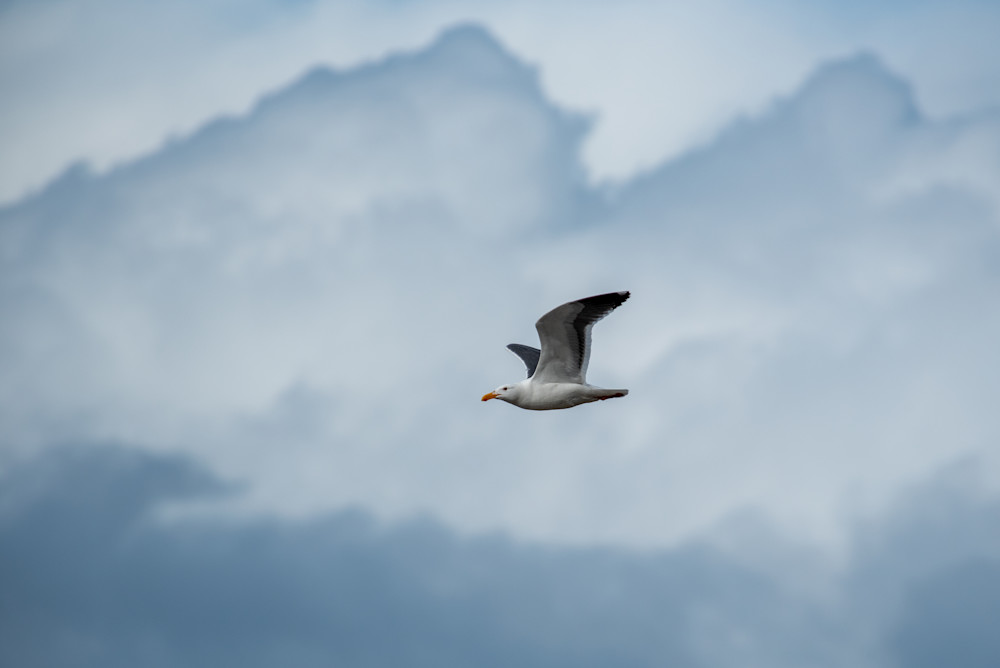 Seagull In Storm Photography Art | Kyle Shepard Photography