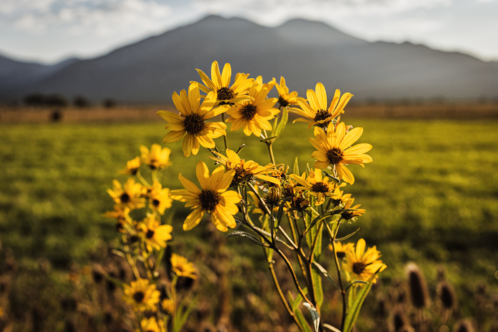 Taos Mountain Sunflowers