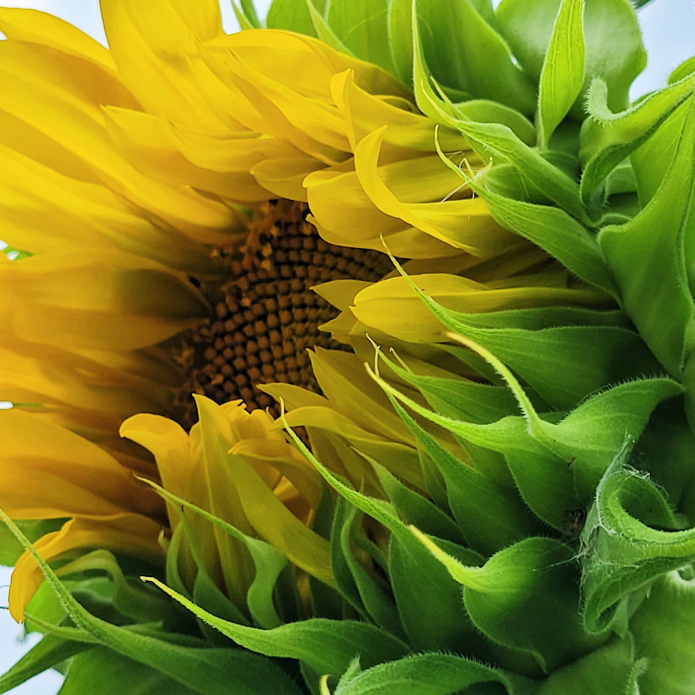 emerging sunflower