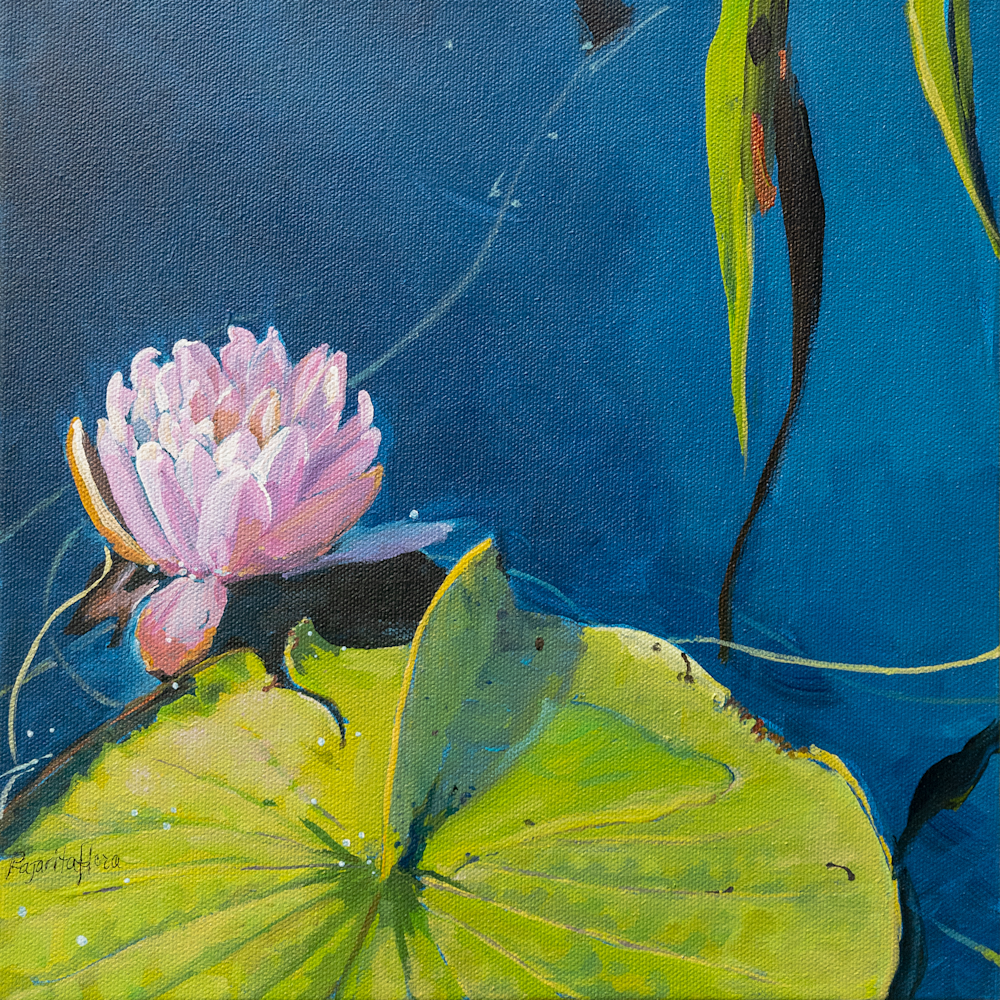 pink water-lily, waterlily , paddle