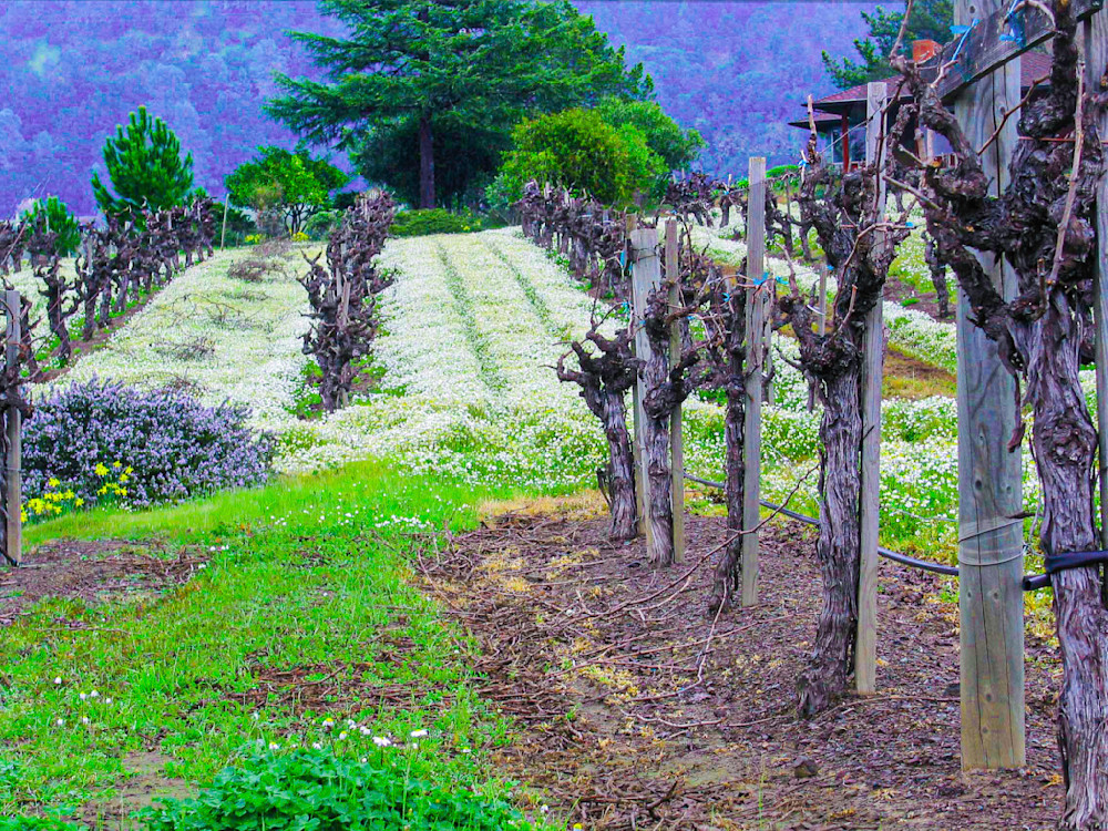 Napa Old Vines Photography Art | Webster Gallery