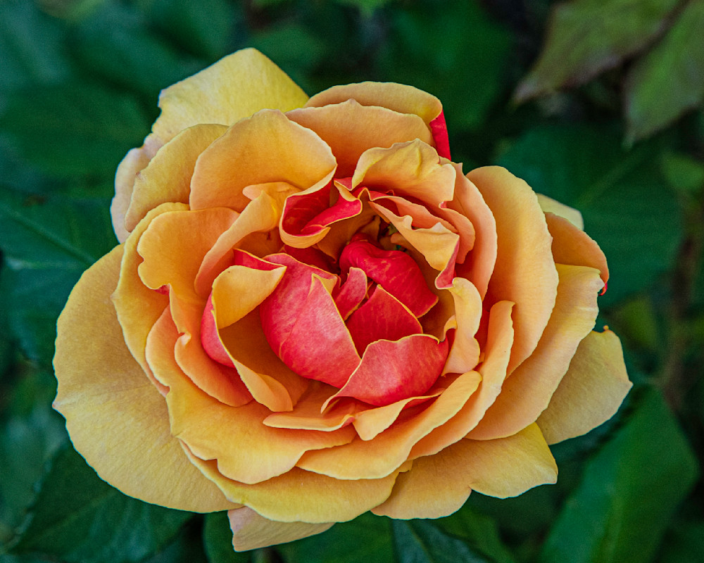 Yellow Rose Photography Art | Webster Gallery