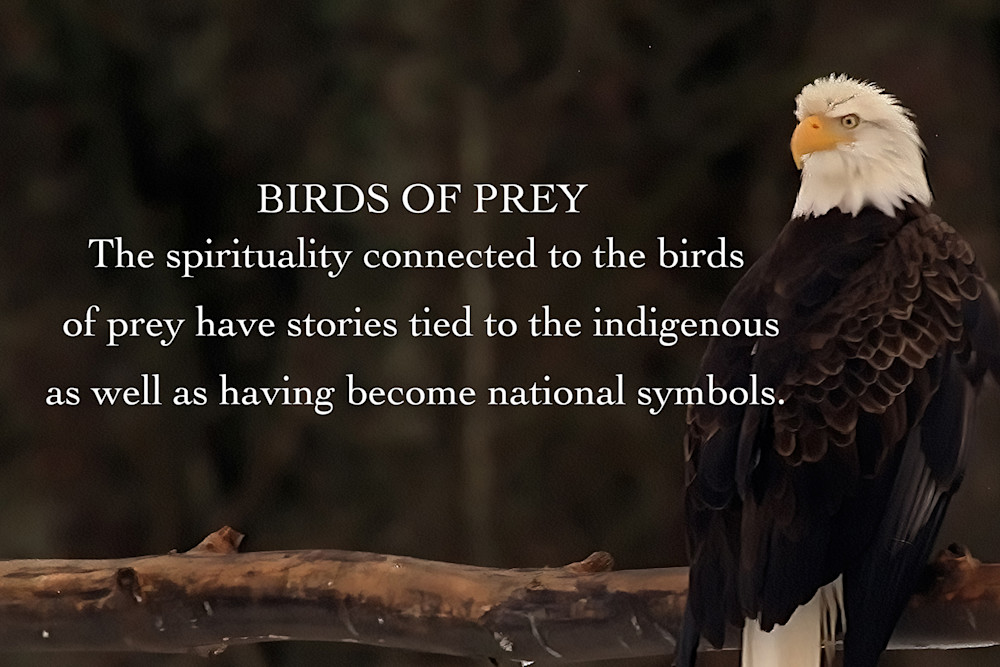 Birds Of Prey Photography Art | Art Beyond Control