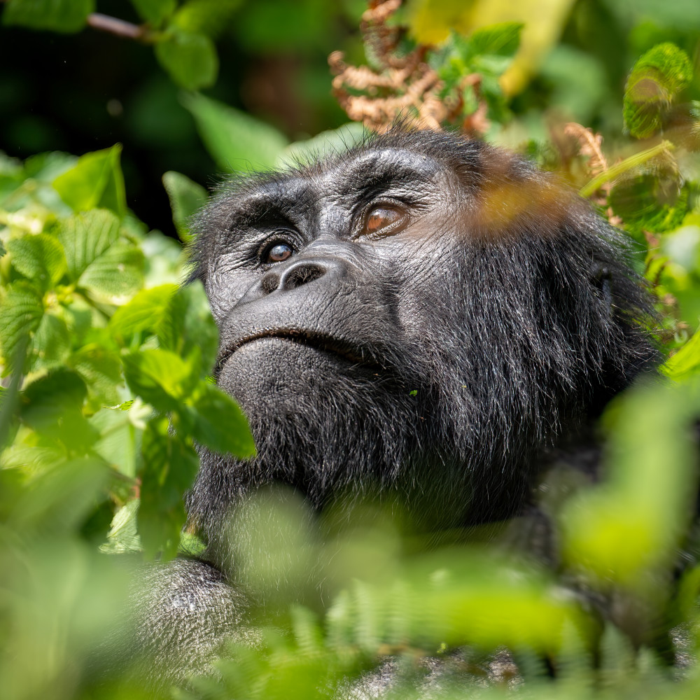To Glimpse A Gorilla Photography Art | Dick Nagel Photography