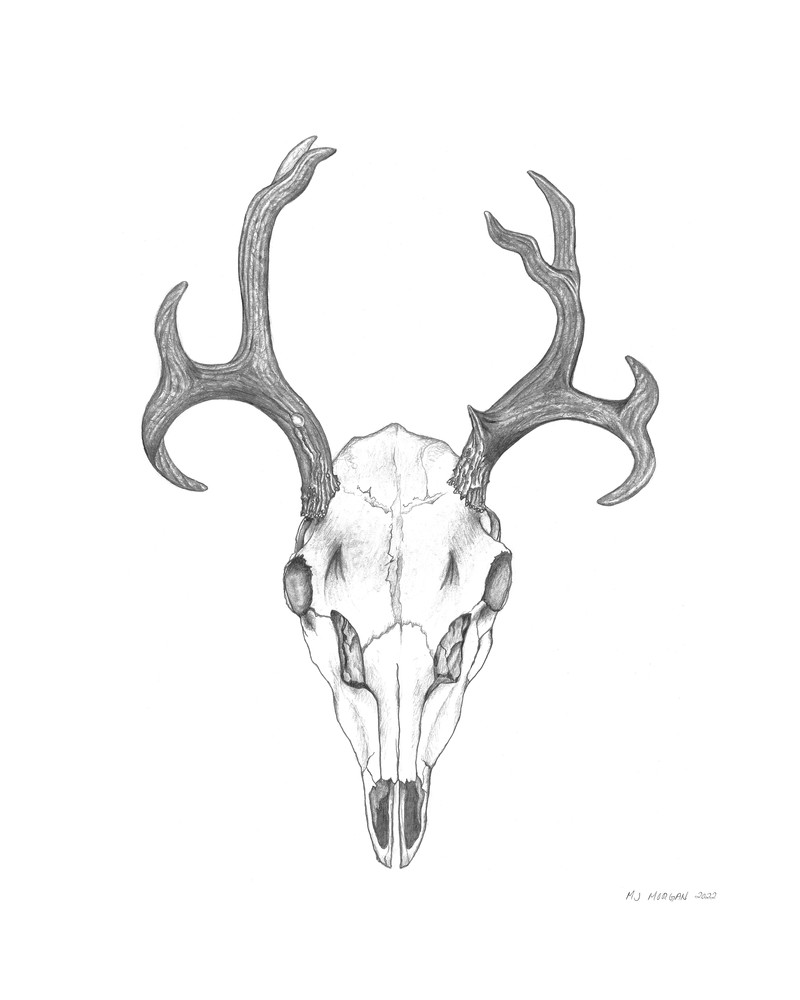 Deer Skull Signed Art | Morgan Trading Company