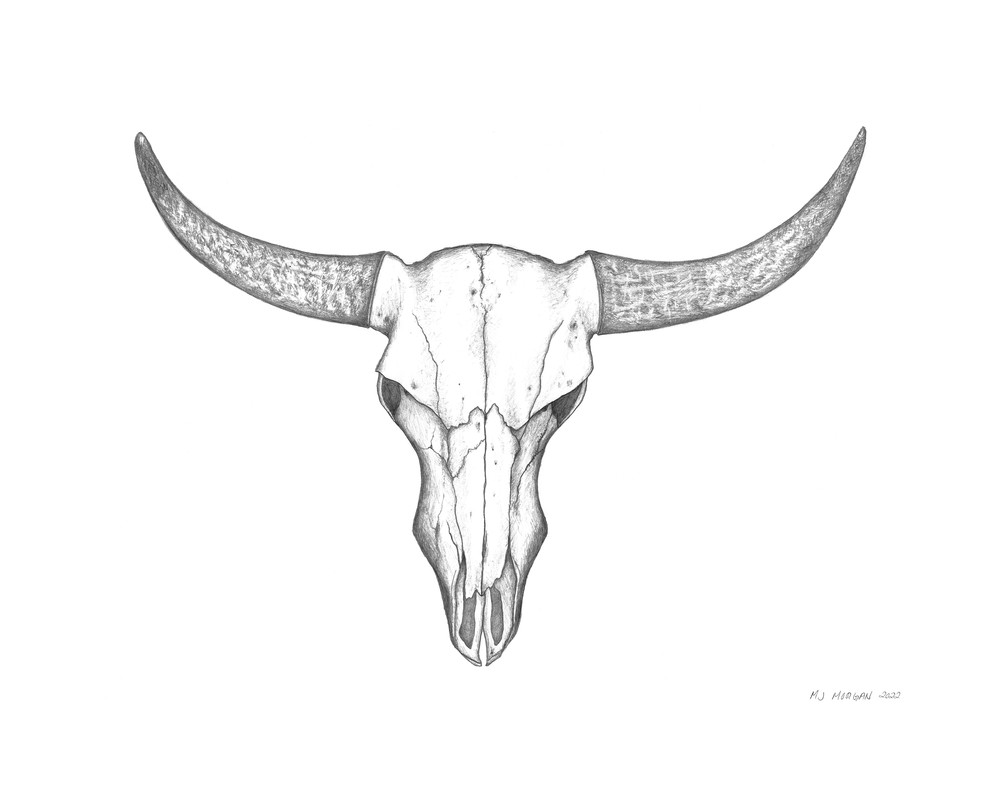 Steer Skull Signed Art | Morgan Trading Company