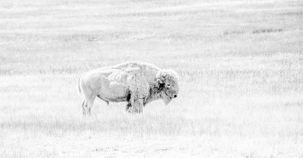 Sacred White Buffalo Photography Art | RuddFotos