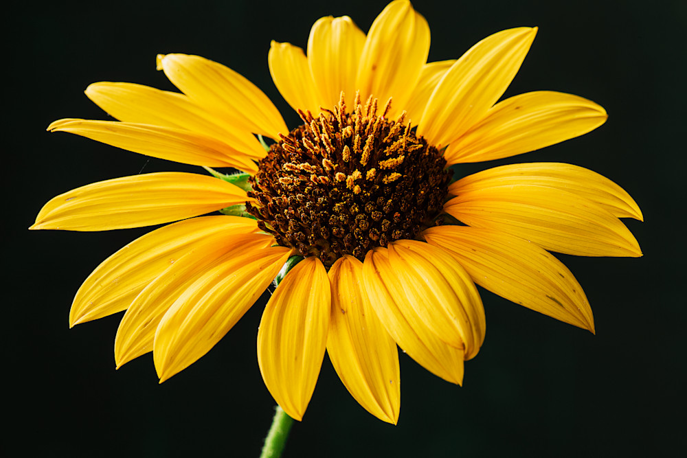 Portrait Of A Sunflower II