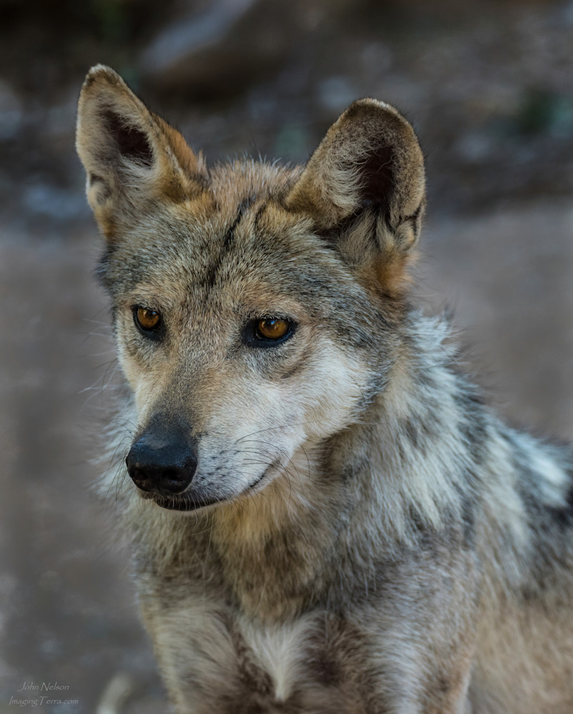 Mexican Wolf Photography Art | johnnelson