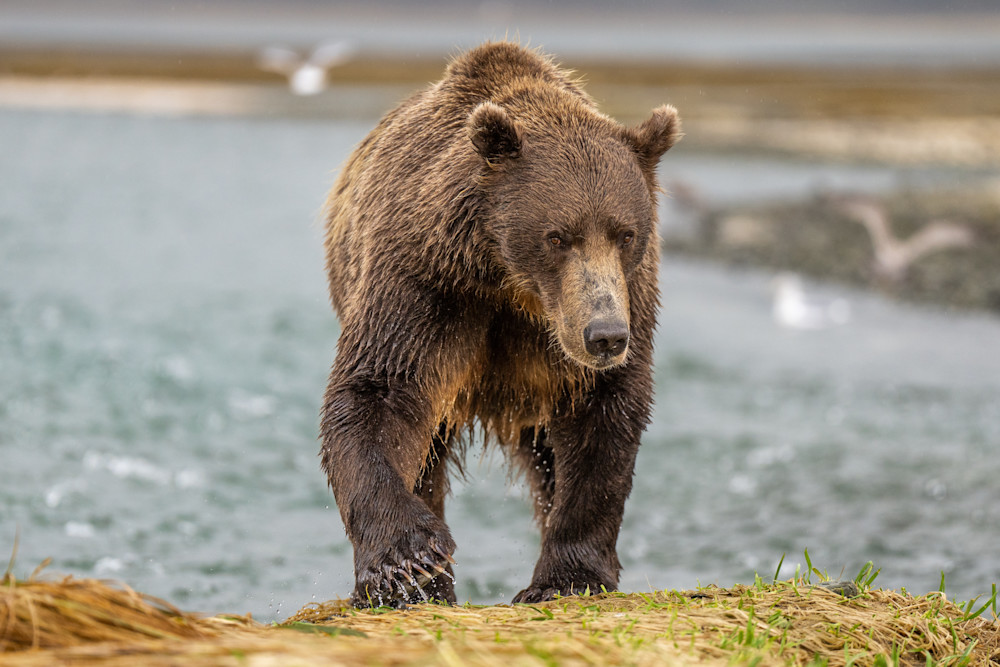 Coast Brown Bear Thrill Photography Art | Amber Favorite Photography
