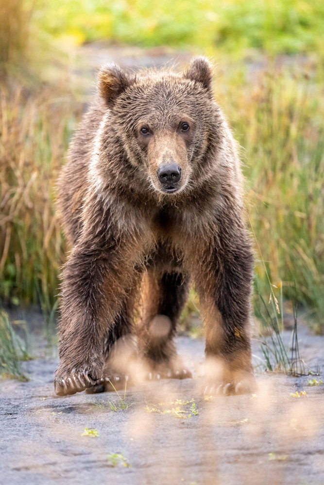 Kodiak Bear Cub Stance Photography Art | Amber Favorite Photography