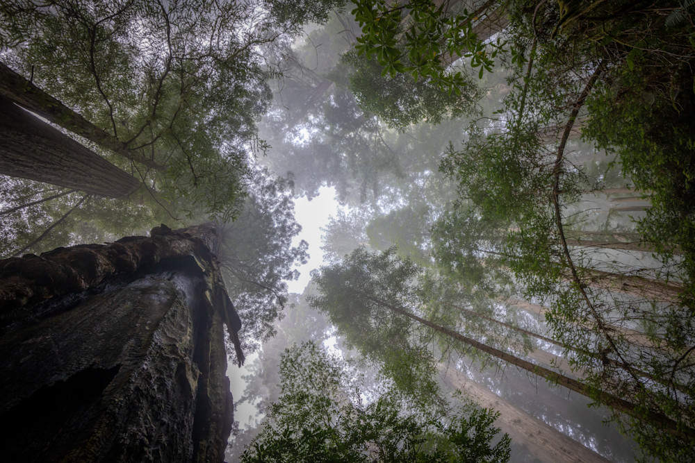 Redwoods And Sky Photography Art | Amber Favorite Photography