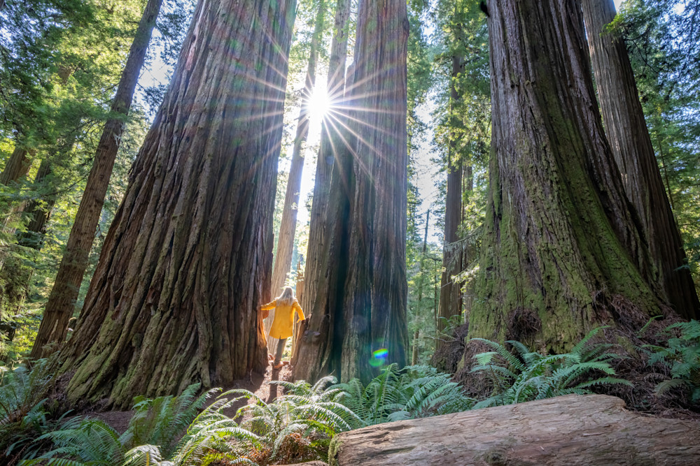 Redwoods And A Sunburst Photography Art | Amber Favorite Photography