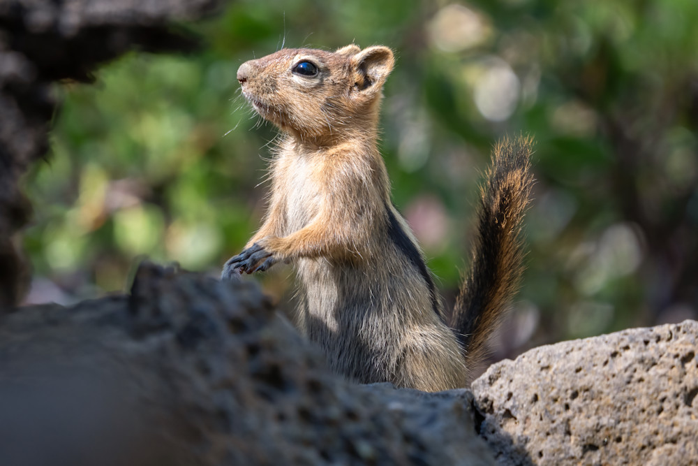 Golden Mantled Ground Squirrel Photography Art | Amber Favorite Photography