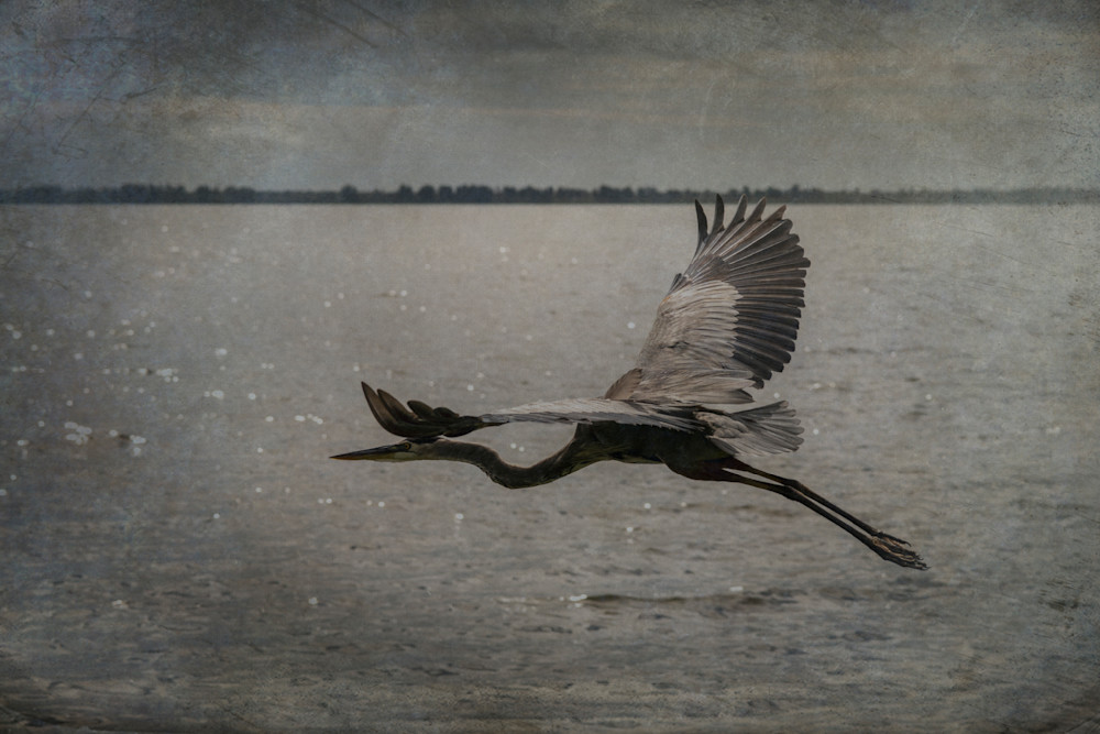 Great Blue Heron In Flight Photography Art | Lori Ballard Photography